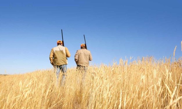 Recognizing the Upland Bird Hunting in California