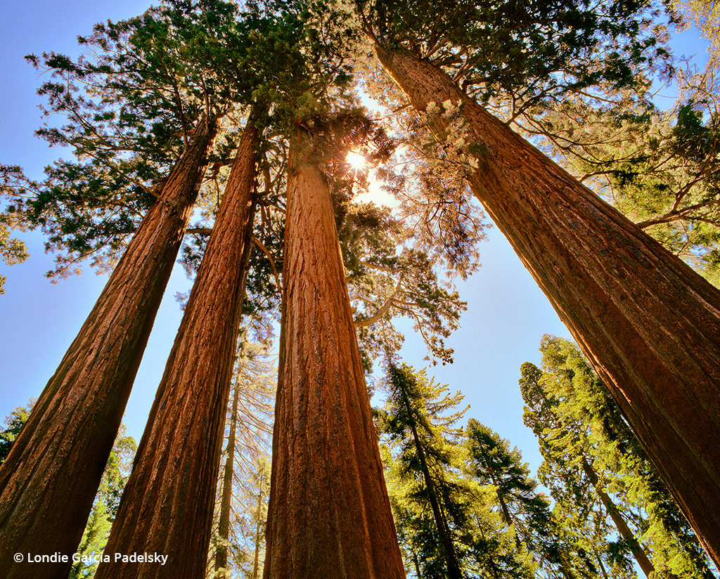 Photo of Sequoia trees at Grant Grove.