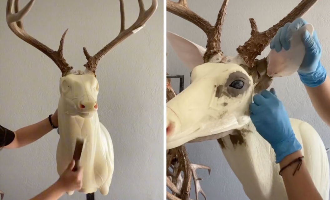 Taxidermist Demonstrates How to Mount a Whitetail Deer in TikTok Video