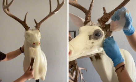 Taxidermist Demonstrates How to Mount a Whitetail Deer in TikTok Video