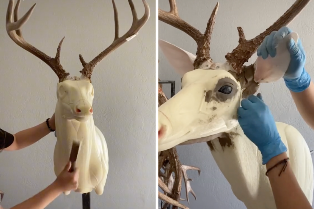 Taxidermist shows how to mount a whitetail deer