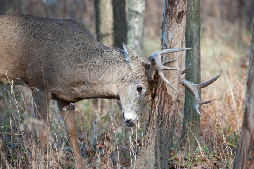 timing the rut