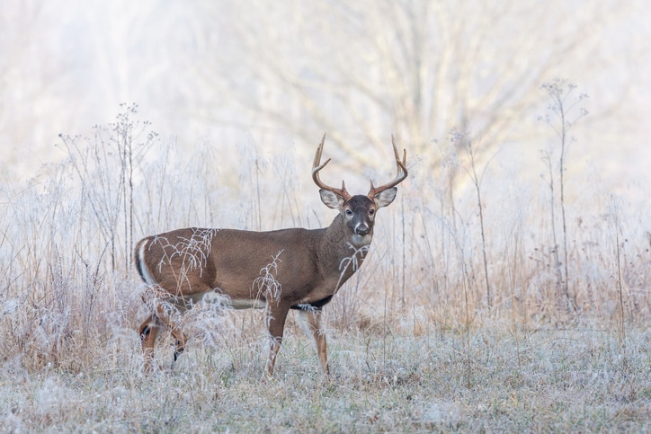 Whitetail buck deer in frost fog early morning