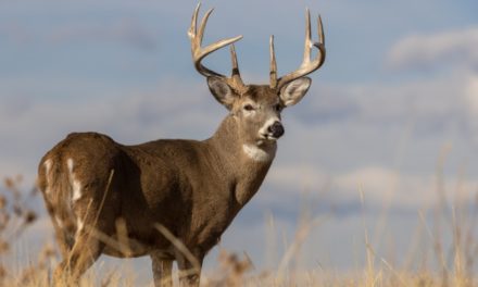 Timing the Rut: The Things to Look for in This Crucial Time of Year