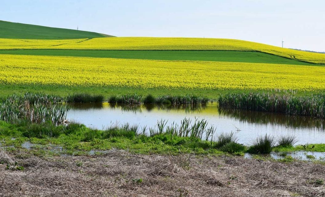 Turn Your Pond Into a Duck Honey Hole