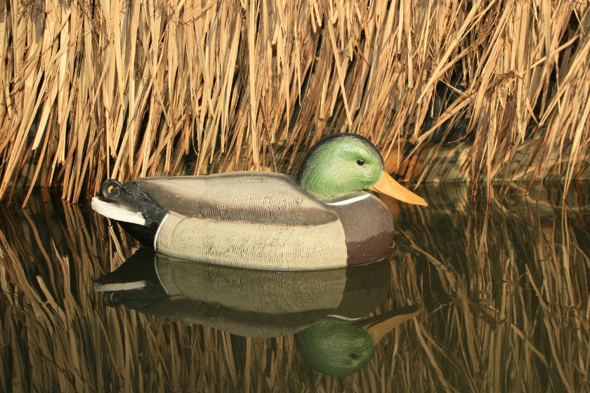 attract ducks to ponds