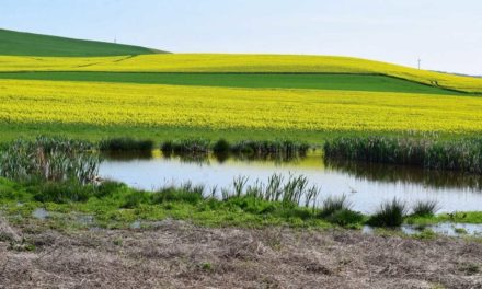 Turn Your Pond Into a Duck Honey Hole