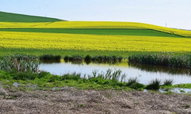 Turn Your Pond Into a Duck Honey Hole