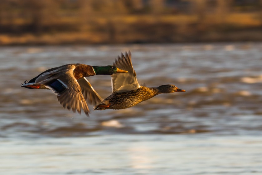 USFWS waterfowl population survey