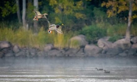 What is the USFWS Waterfowl Population Survey?