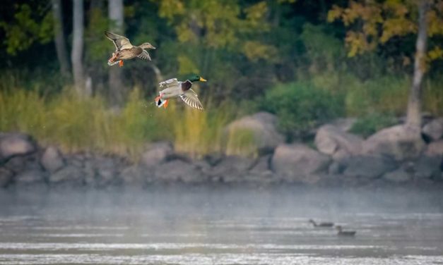 What is the USFWS Waterfowl Population Survey?