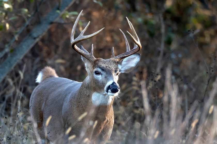 Deer Hunting Road Trip