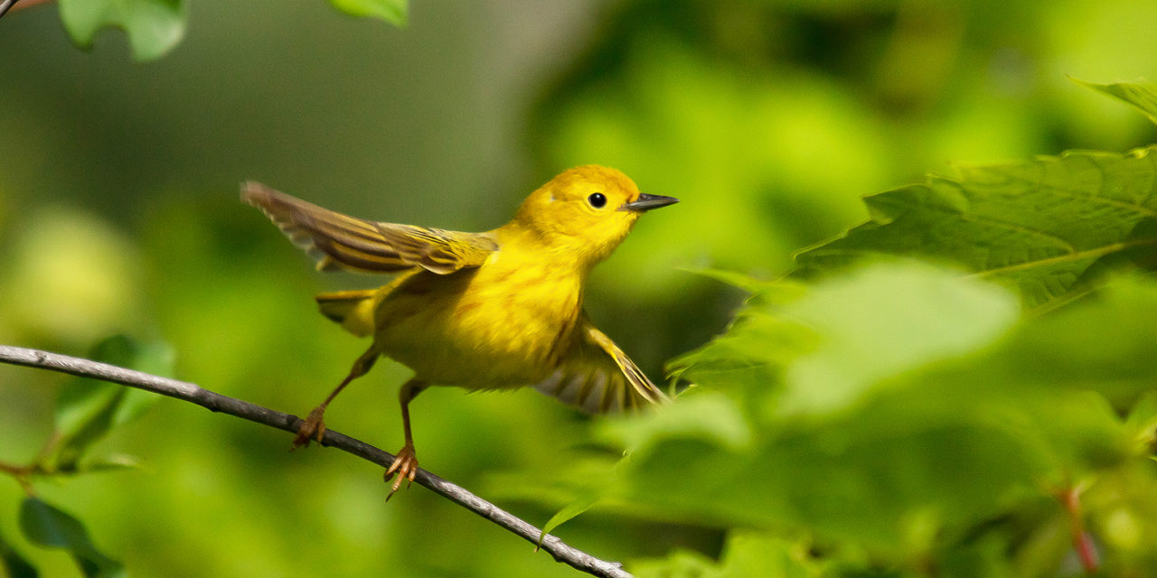 Wildlife 2022 Photo Contest Finalists