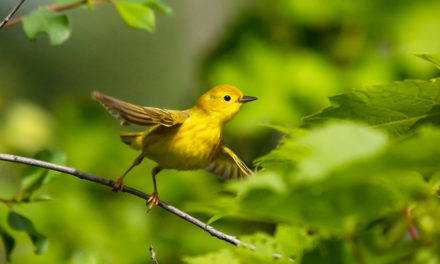 Wildlife 2022 Photo Contest Finalists