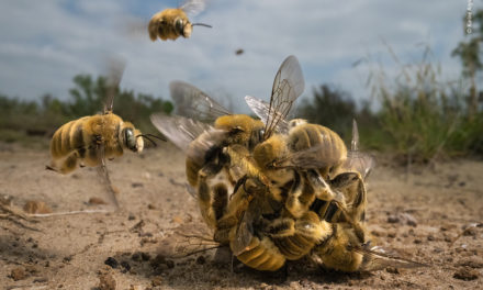 Wildlife Photographer Of The Year 2022 Winners Have Been Announced