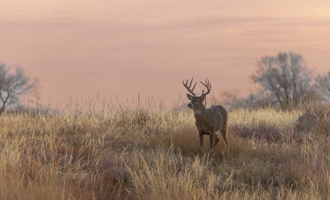 5 Mistakes to Avoid When Calling Rutting Deer