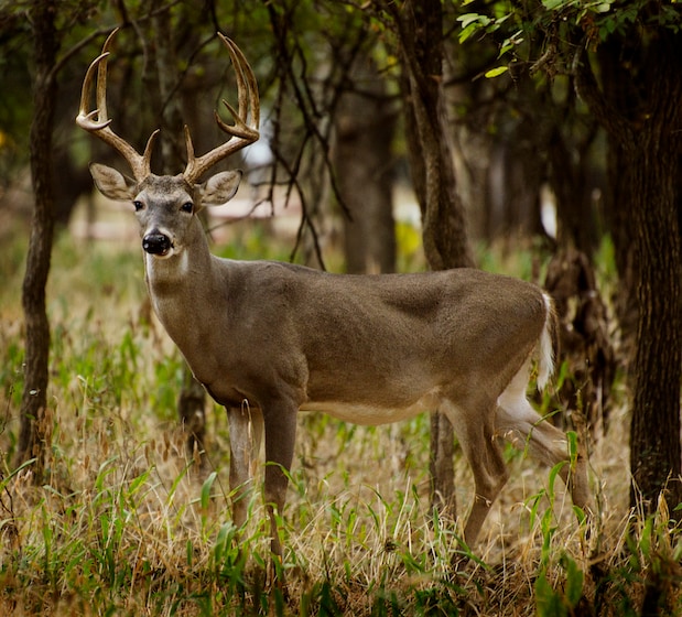 A ten point buck stands to the side showing off his trophy sized antlers amongst trees and tall grass. Standing perfectly still he stares directly at viewer