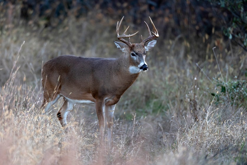 best places to hunt whitetail deer
