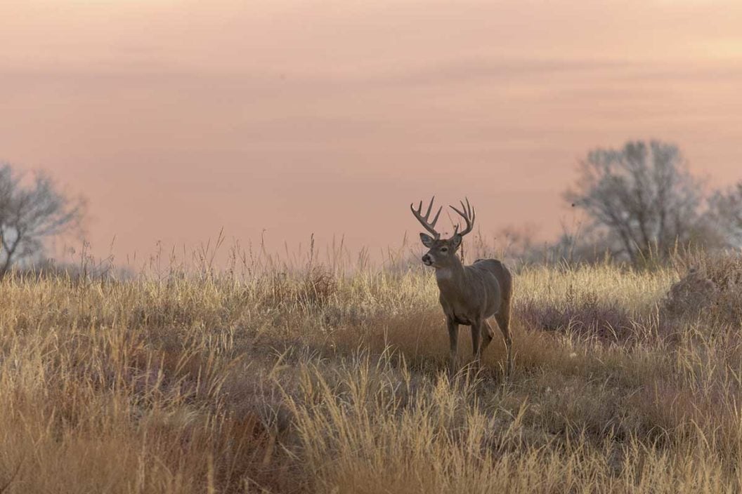 calling deer during the rut