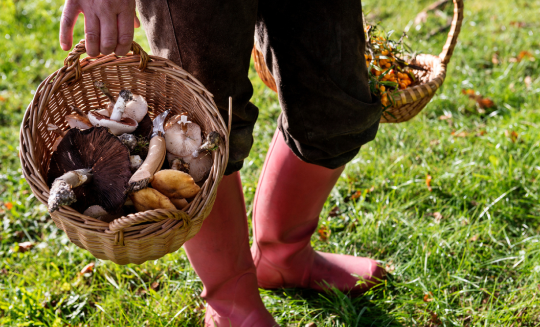 7 Foraging Books Every Forager Should Read
