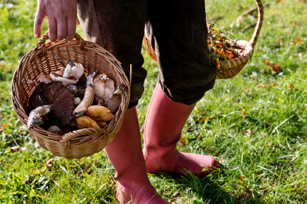 best foraging books