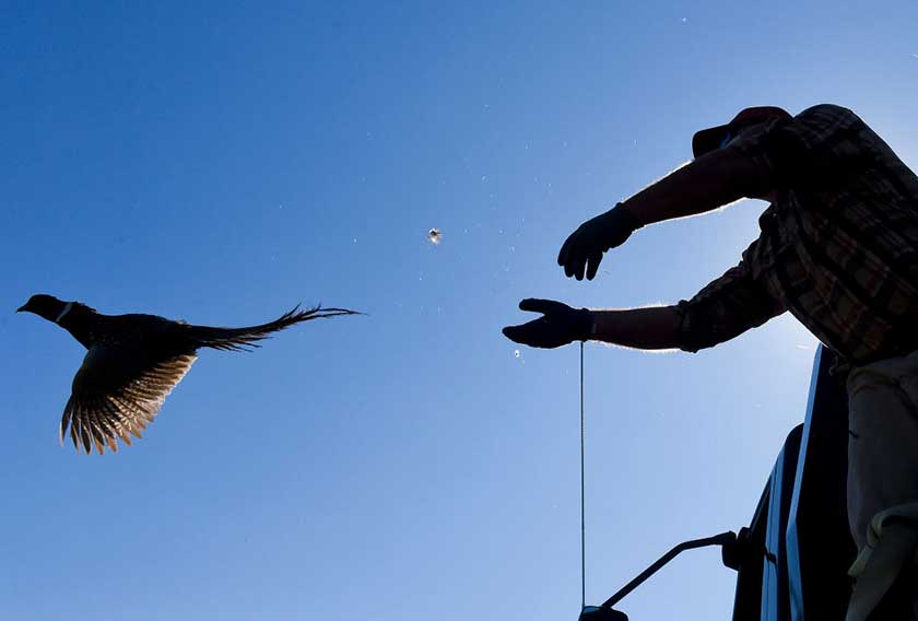 upland bird hunt