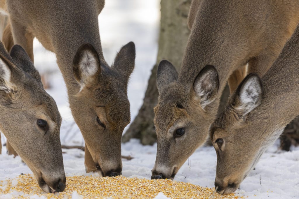 Deer Baiting