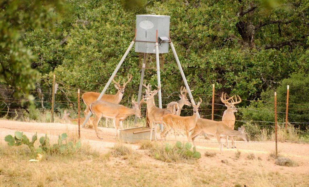Baiting for Deer: Why Many States Have Banned the Practice, and More May Follow