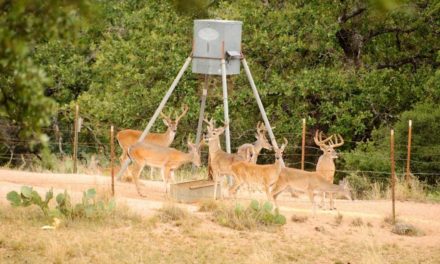 Baiting for Deer: Why Many States Have Banned the Practice, and More May Follow