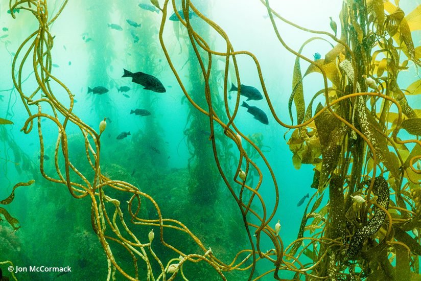 Photo of kelp and a few small fish