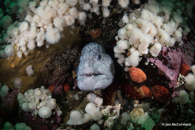 Photo of a wolf eel