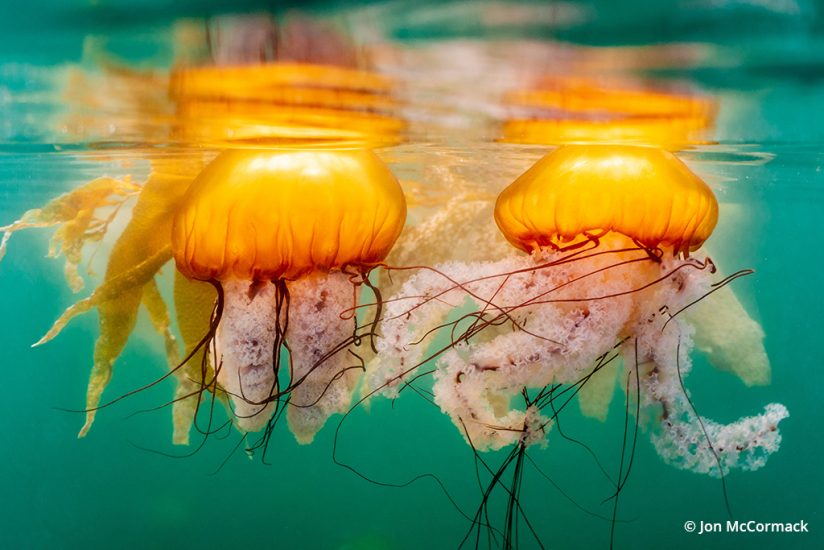 Photo of a Pacific sea nettle jellyfish