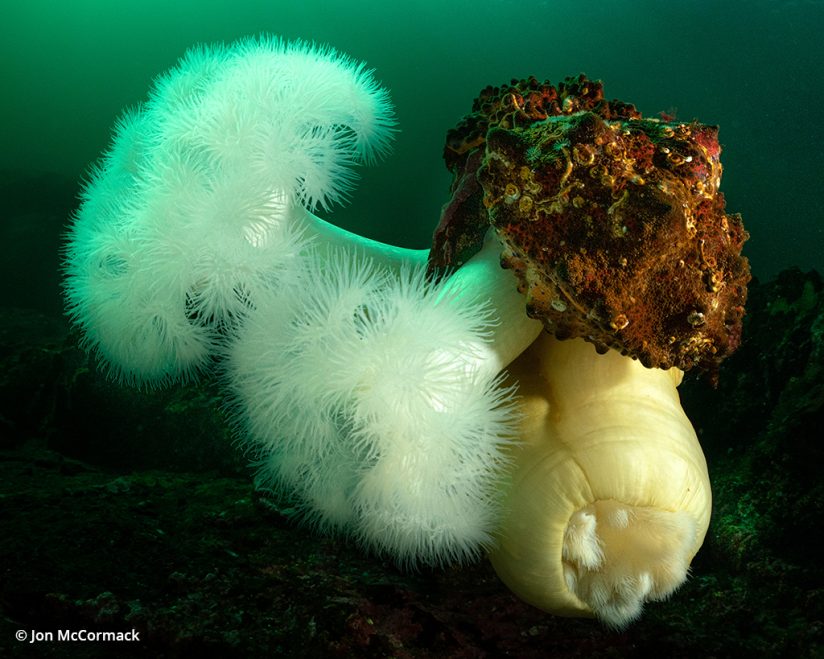 Photo of anemones