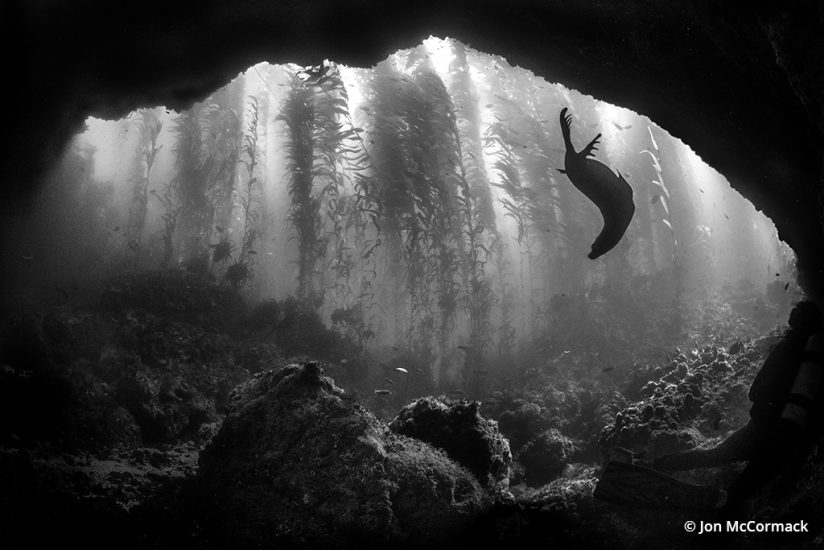 Photo of a California sea lion underwater