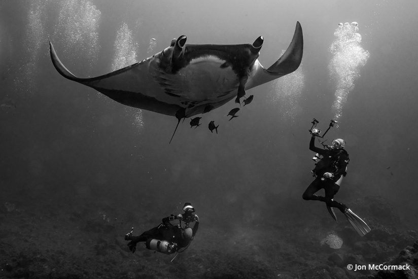 Photo of a giant manta