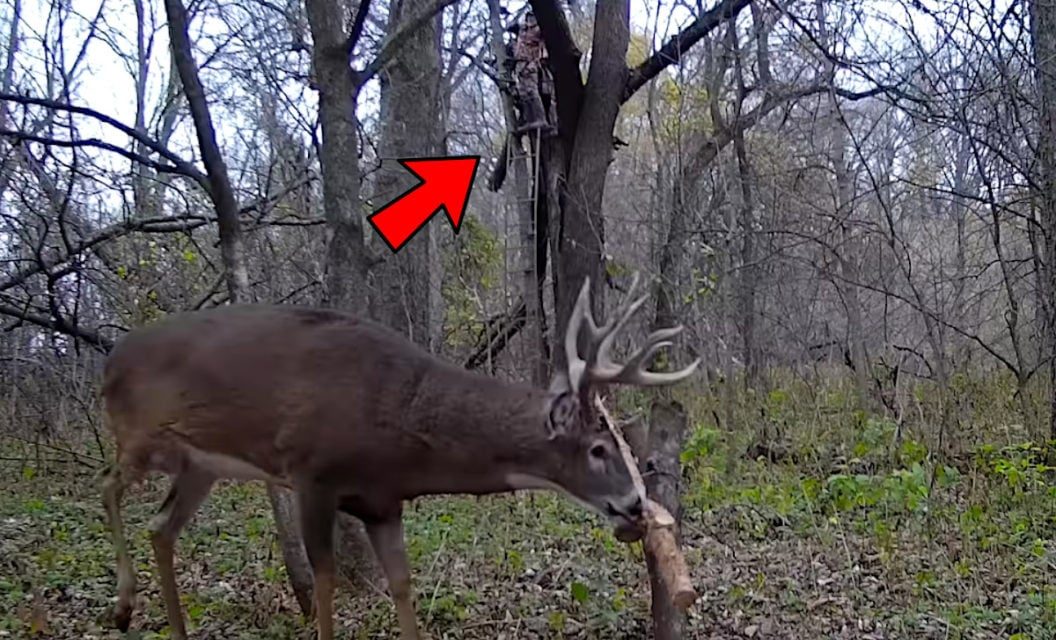 Bowhunter Has Heartbreaking Miss on a Giant Buck Working a Rub