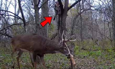 Bowhunter Has Heartbreaking Miss on a Giant Buck Working a Rub