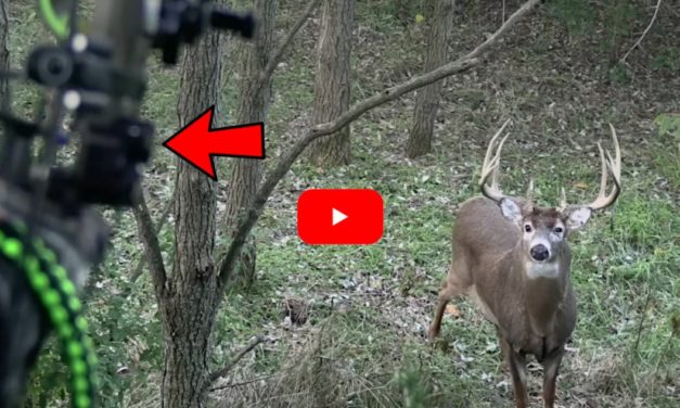 Bowhunter Makes Perfect Shot on Giant, 180-Inch Illinois Buck