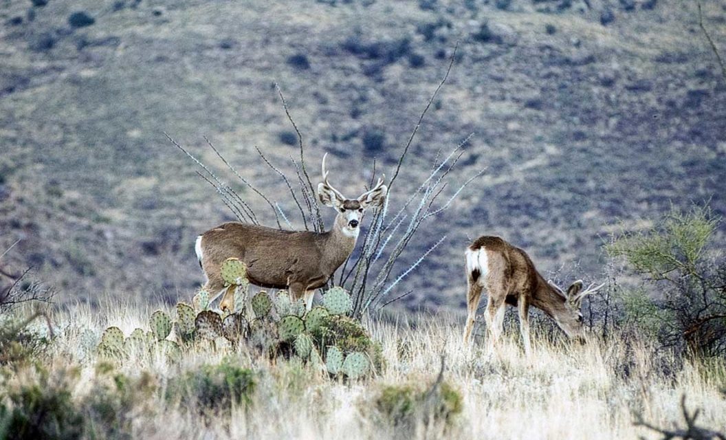 Bowhunting in Southern Arizona: How to Tag a Rutting Buck in the Late Season