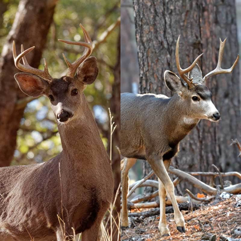 bowhunting deer in arizona