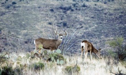Bowhunting in Southern Arizona: How to Tag a Rutting Buck in the Late Season