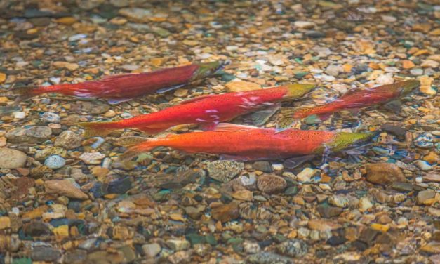 Catching Running Kokanee Salmon on a Fly Rod in Colorado