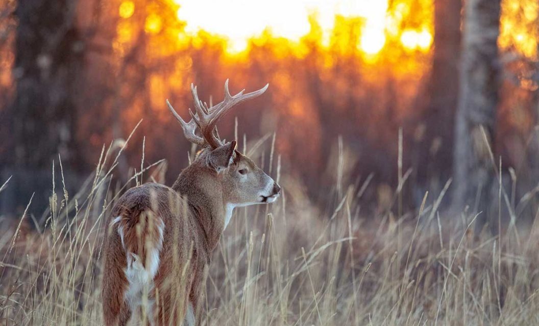 Common Deer Hunting Beliefs That I’ve Seen Proved Wrong With My Own Eyes
