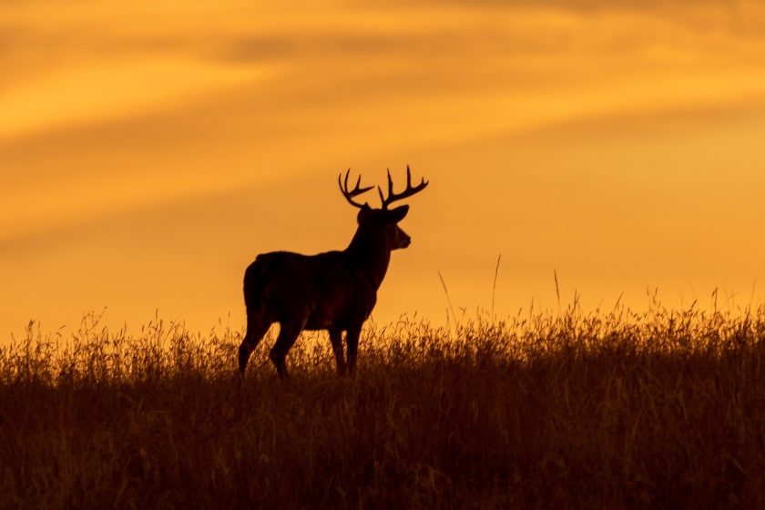 Are Deer Nocturnal