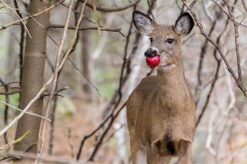 Do Deer Eat Meat