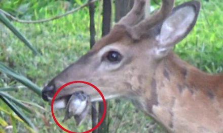 Do Deer Eat Meat? Examining This Strange Phenomenon