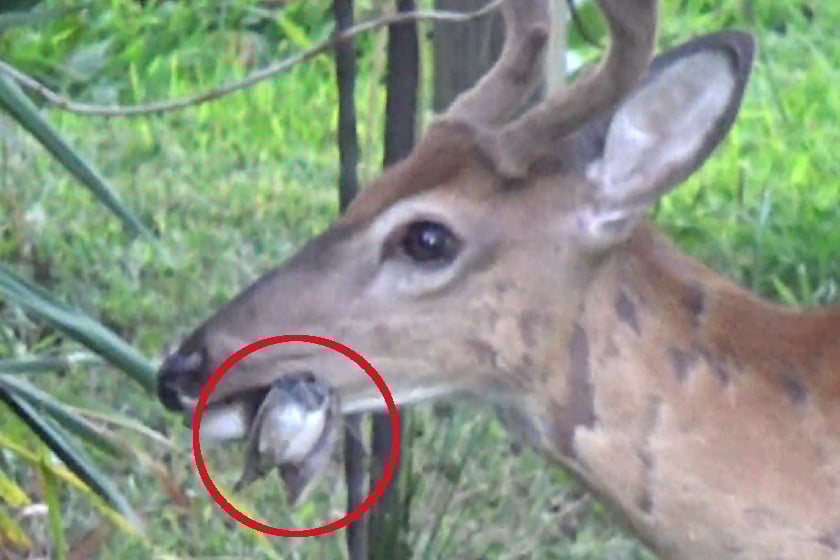 Do Deer Eat Meat