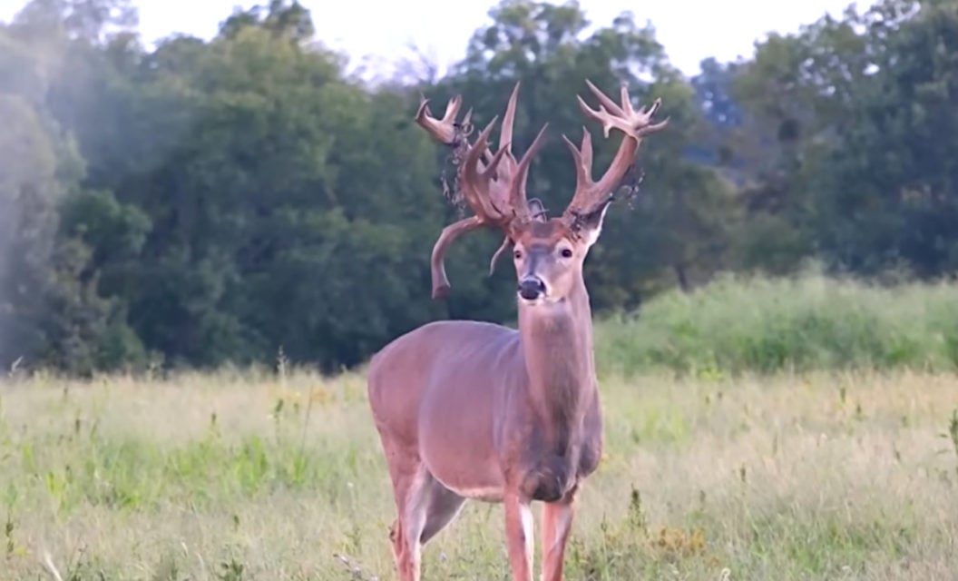 Early Season Bowhunt Nets Giant Kentucky Non-Typical Buck