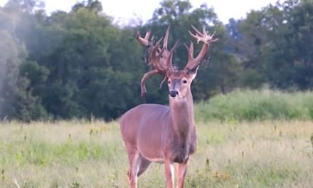 Early Season Bowhunt Nets Giant Kentucky Non-Typical Buck