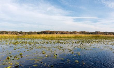 Fall Frogs: How To Fish Heavily Coated Grass Mats When Temps Drop